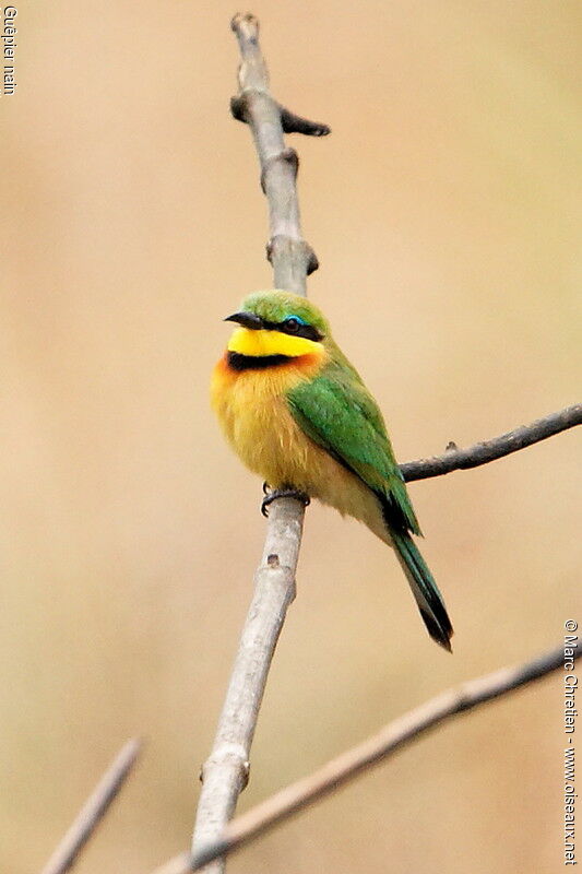 Little Bee-eater, identification