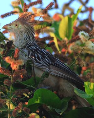 Guira Cuckoo