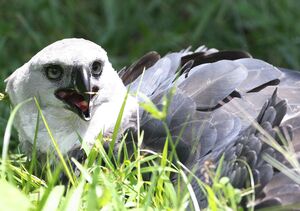 Harpie f�roce