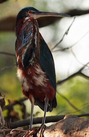 Agami Heron