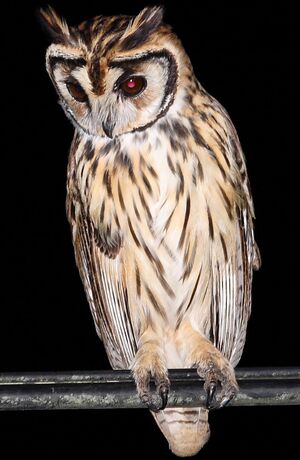 Hibou stri�