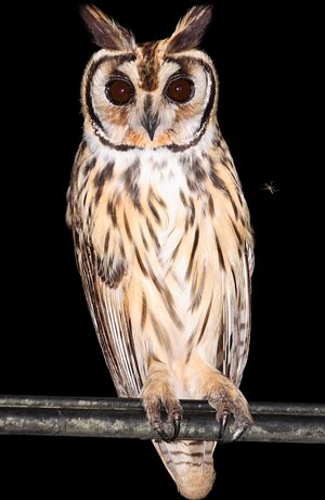 Hibou stri�