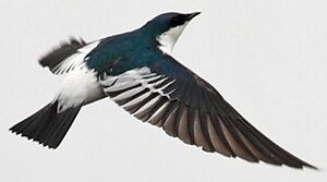 Hirondelle à ailes blanches