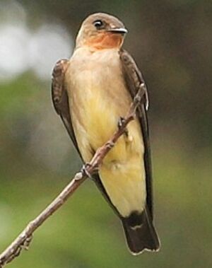 Hirondelle � gorge rousse