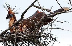 Hoatzin