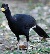 Bare-faced Curassow