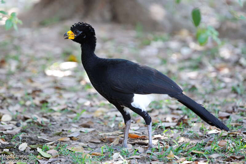 Bare-faced Curassow male adult, identification