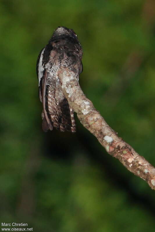 Ibijau à ailes blanchesadulte, identification