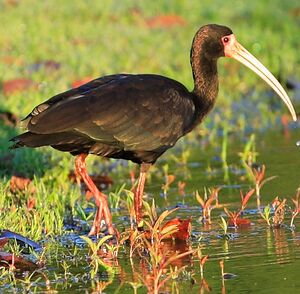 Bare-faced Ibis