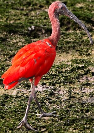Ibis rouge