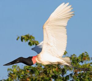 Jabiru