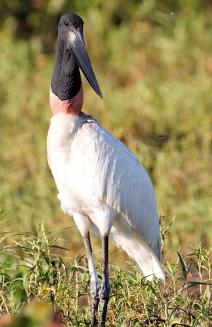 Jabiru
