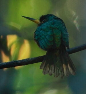 Jacamar � bec jaune