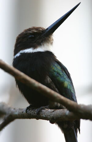 Paradise Jacamar