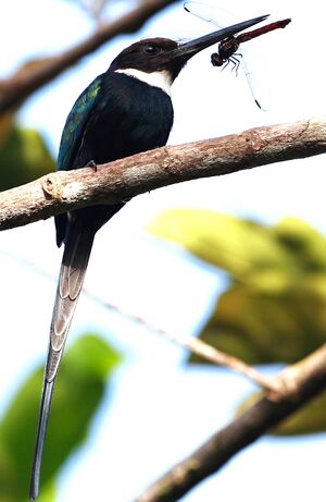 Paradise Jacamar