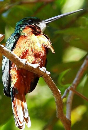 Jacamar � queue rousse