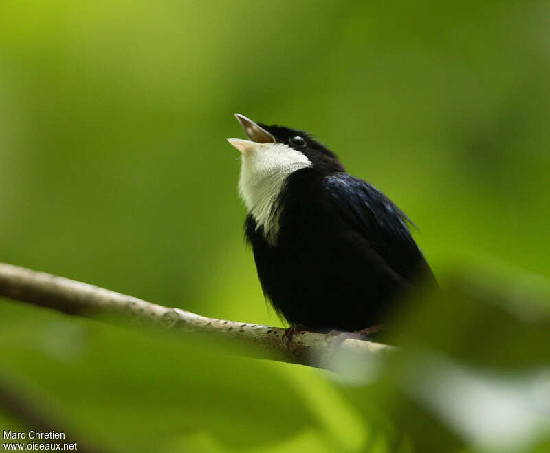 White-throated Manakin male adult, song