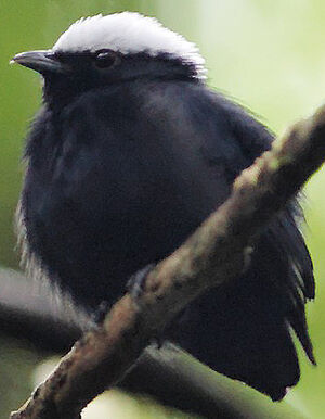 Manakin à tête blanche