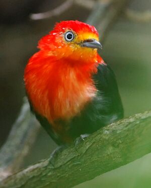 Manakin auréole