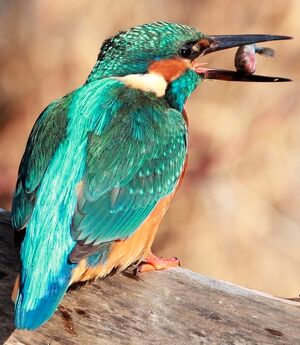 Common Kingfisher