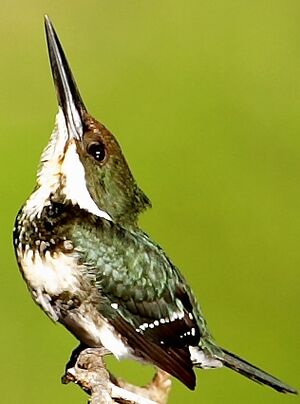 Green Kingfisher