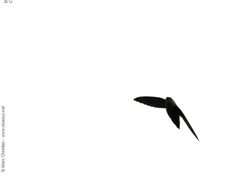 Short-tailed Swiftadult
