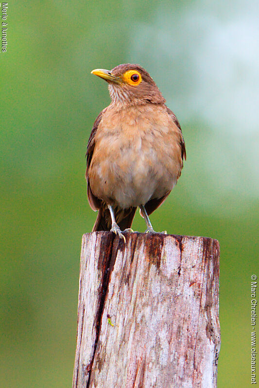 Spectacled Thrush male adult