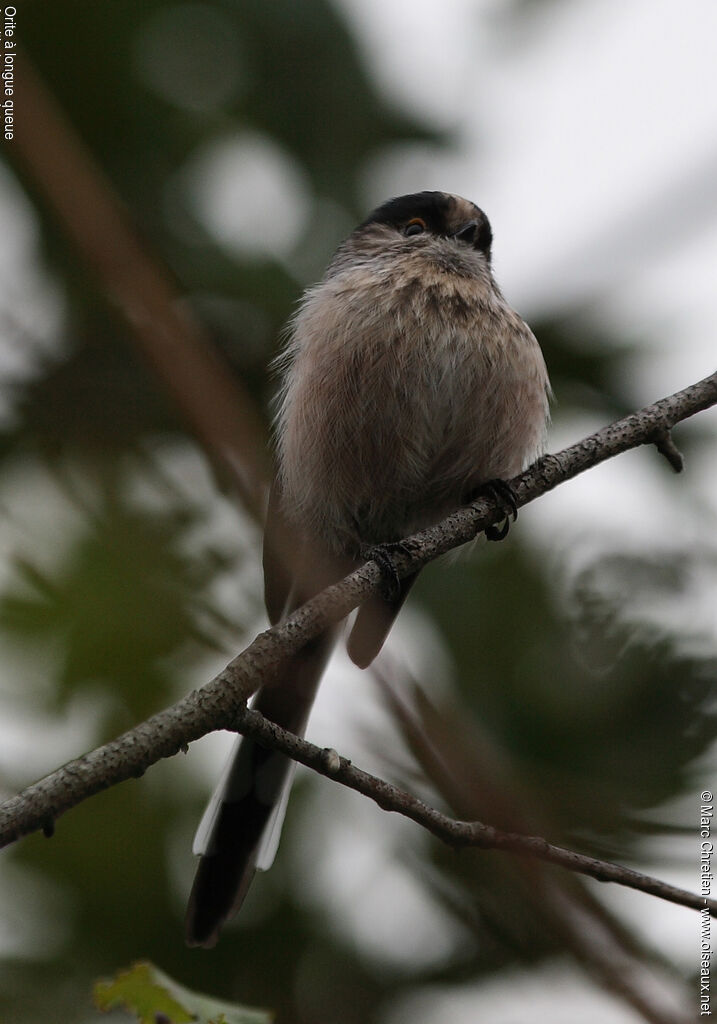 Mésange à longue queue - Aegithalos caudatus