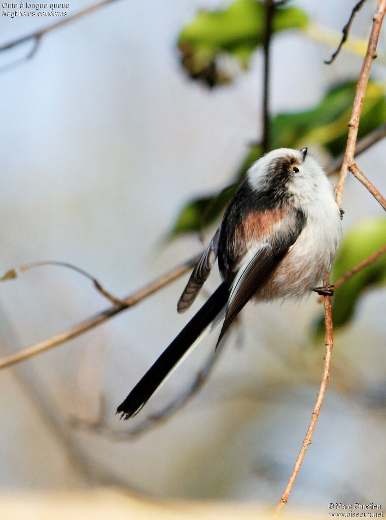 Mésange à longue queue - Aegithalos caudatus