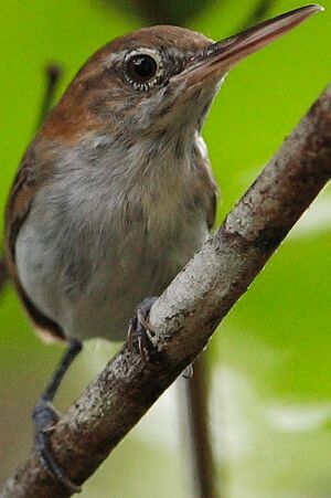 Long-billed Gnatwren