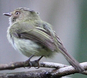 Helmeted Pygmy Tyrant