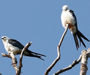 Swallow-tailed Kite