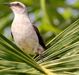 Tropical Mockingbird
