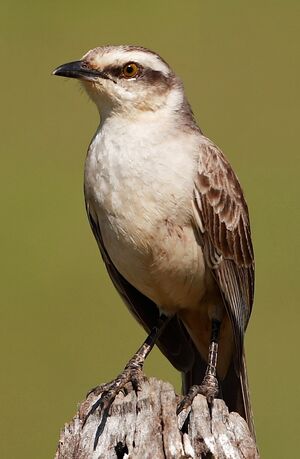 Chalk-browed Mockingbird