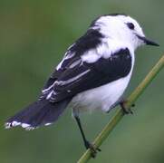 Pied Water Tyrant