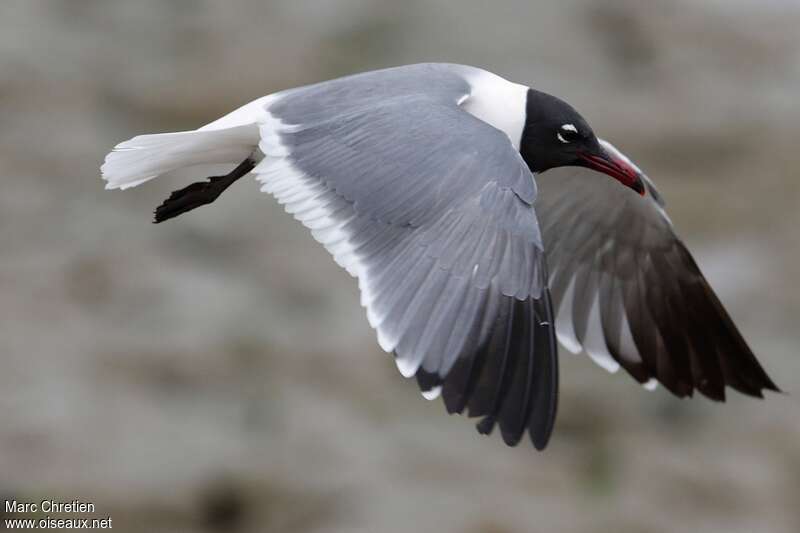 Laughing Gull male adult breeding, Flight