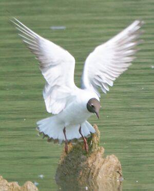 Mouette rieuse