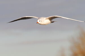 Mouette rieuse 
&copy; Marc Chretien