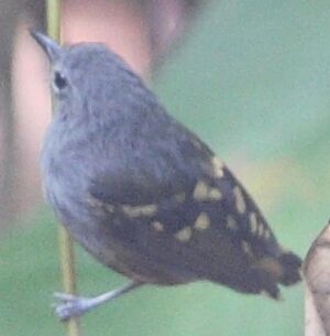 Rufous-bellied Antwren