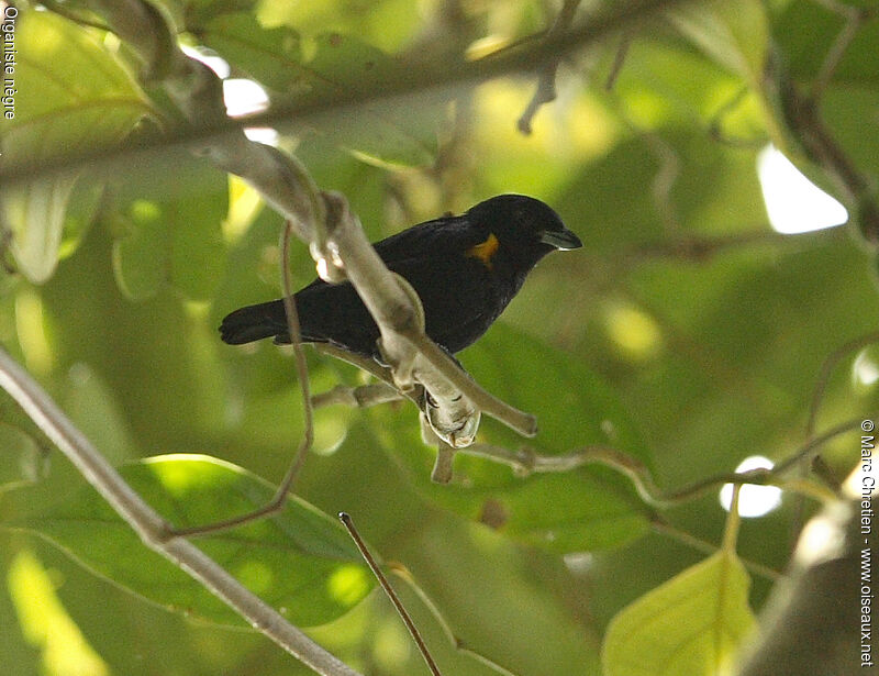 Golden-sided Euphonia