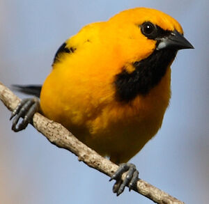 Oriole jaune