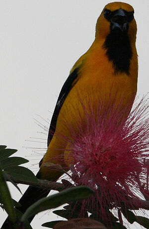 Oriole jaune