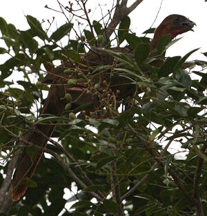 Little Chachalaca