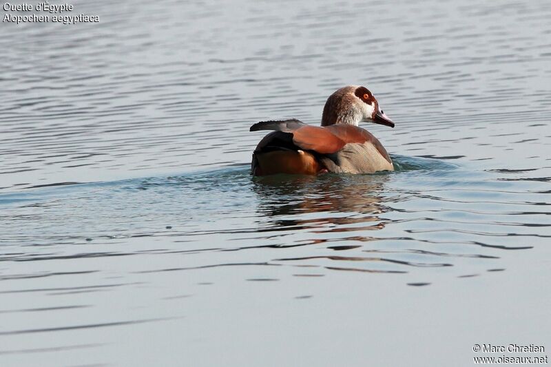Egyptian Goose male adult