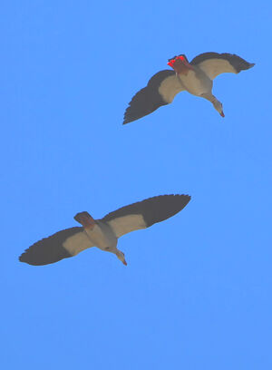 Egyptian Goose