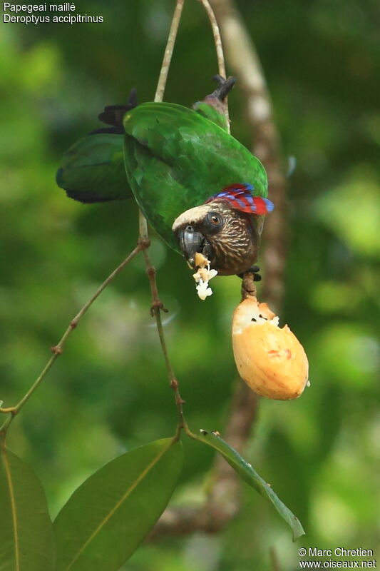 Red-fan Parrot, feeding habits