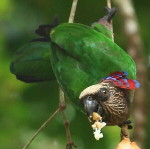 Red-fan Parrot