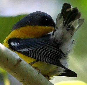 Paruline � joues noires