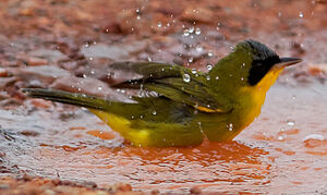 Masked Yellowthroat