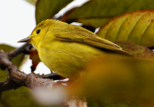 Mangrove Warbler